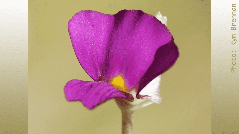 Bladderwort from Bush Blitz TeachLive Groote Eylandt