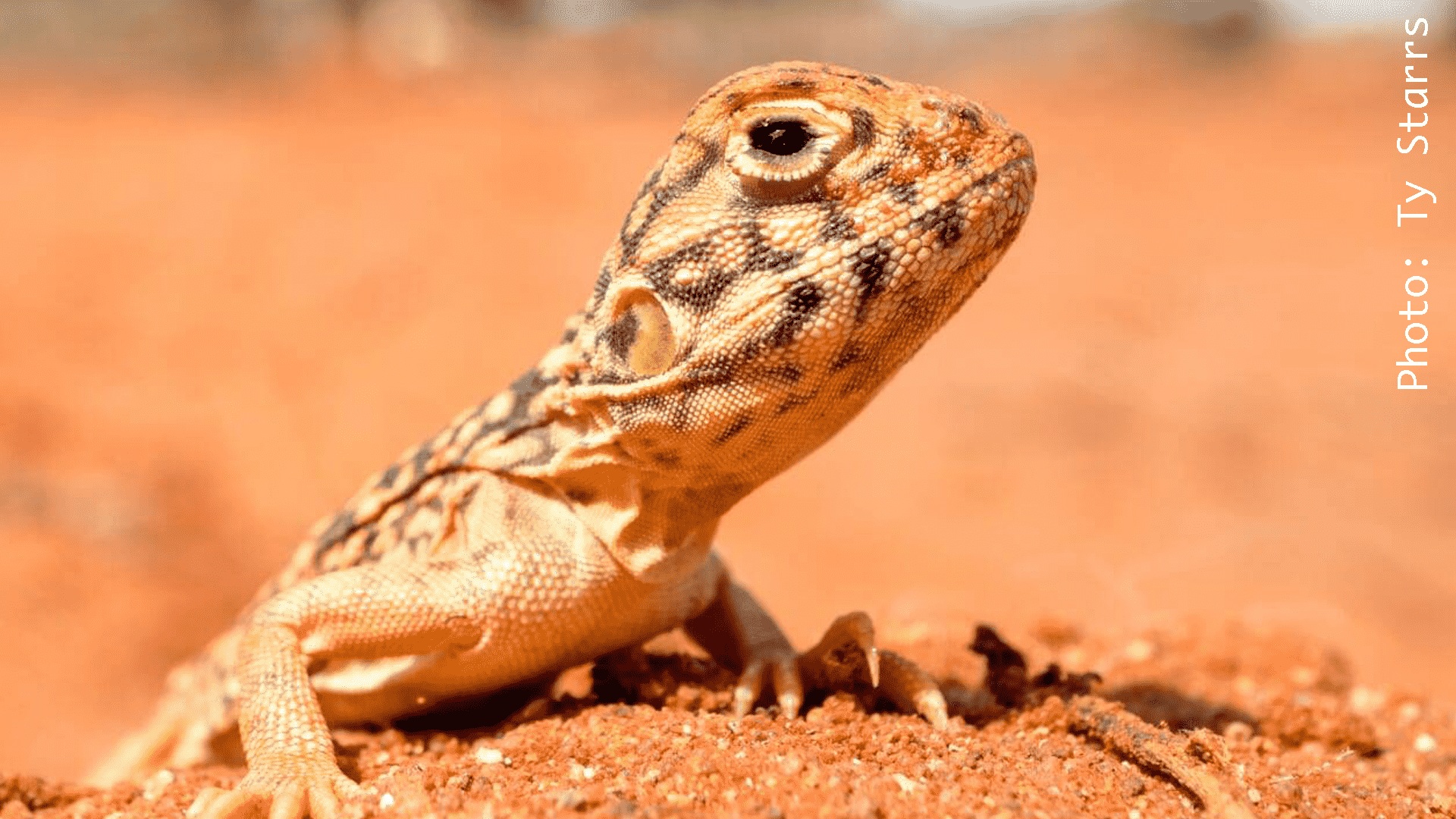 Great Victoria Desert Bush Blitz - Central Netted Dragon