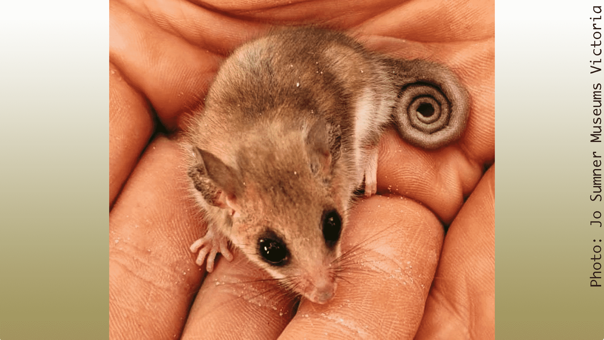 Bush Blitz TeachLive Little Desert - Pygmy Possum